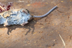 Peromyscus spicilegus