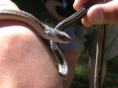 Thamnophis elegans elegans