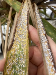Leucaspis cordylinidis
