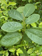 Bridelia tomentosa