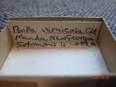 Bulla vernicosa