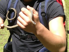 Thamnophis elegans elegans