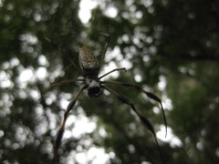 Trichonephila clavipes image