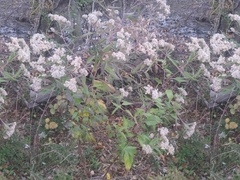 Eupatorium serotinum