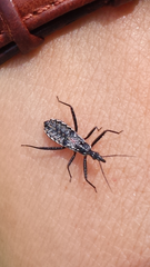 Piestolestes obscurus