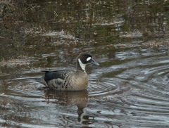 Speculanas specularis