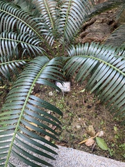 Cycas siamensis