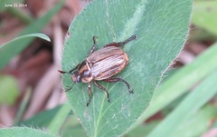 Exomala pallidipennis