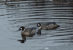 Speculanas specularis