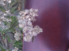 Eupatorium serotinum