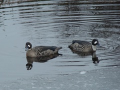 Speculanas specularis