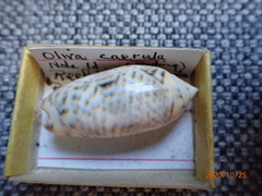 Oliva caerulea