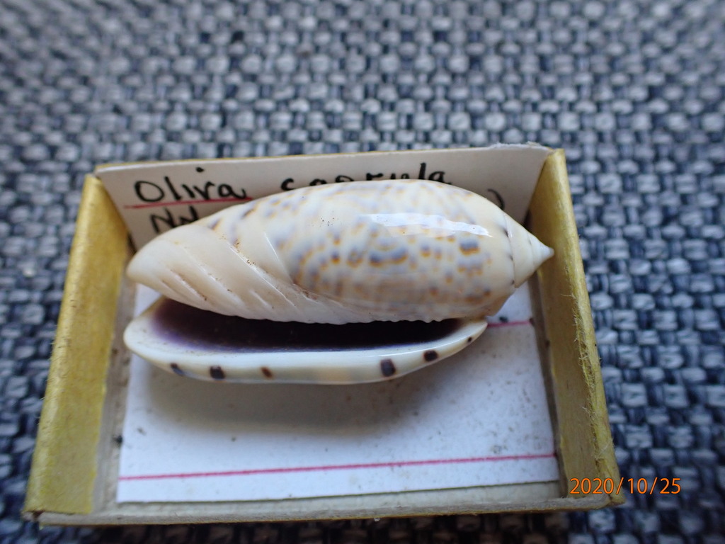 Oliva caerulea