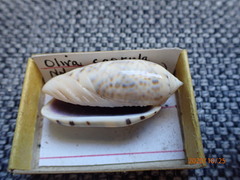 Oliva caerulea image
