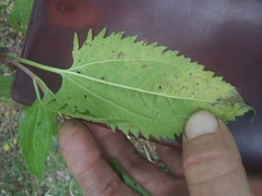 Eupatorium serotinum