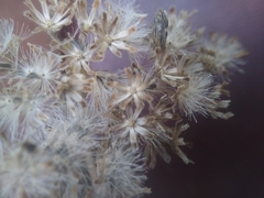 Eupatorium serotinum