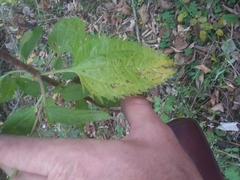 Eupatorium serotinum