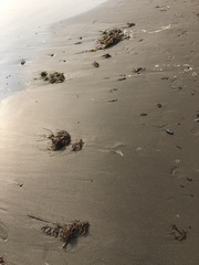 Phyllospadix torreyi