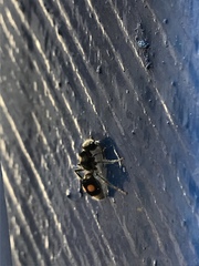 Hoplomutilla pardalis