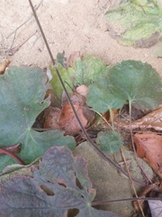 Heuchera parviflora