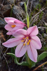 Fritillaria pluriflora