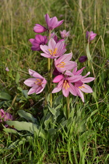 Fritillaria pluriflora