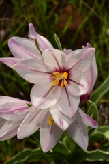 Fritillaria pluriflora