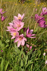 Fritillaria pluriflora