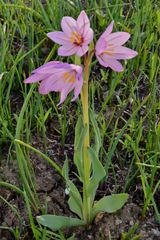 Fritillaria pluriflora