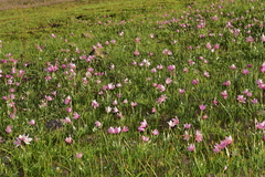 Fritillaria pluriflora