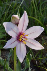 Fritillaria pluriflora