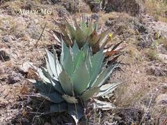 Agave flexispina
