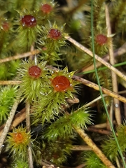 Breutelia pendula