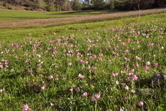 Fritillaria pluriflora