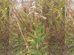 Solidago canadensis