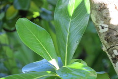 Casasia clusiifolia image