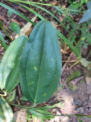 Smilax