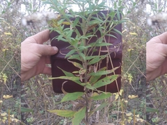 Solidago canadensis