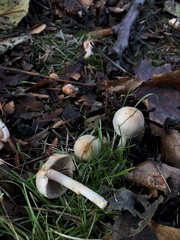 Inocybe pudica