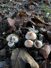 Inocybe pudica
