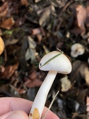 Inocybe pudica