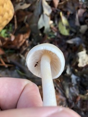 Inocybe pudica