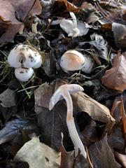 Inocybe pudica