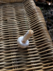 Inocybe pudica
