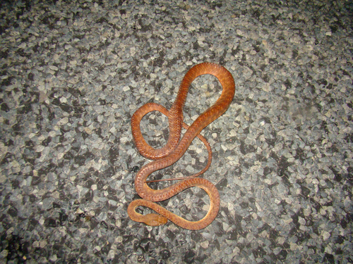 Brown Tree Snake sighting