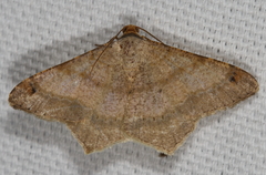 Psamatodes trientata