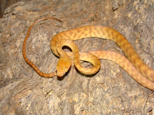 Brown Tree Snake sighting