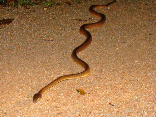 Brown Tree Snake sighting