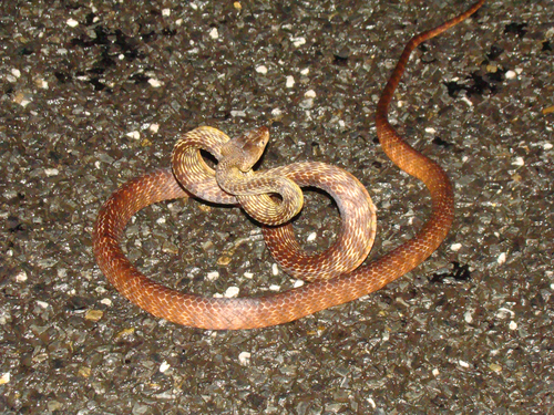 Brown Tree Snake sighting