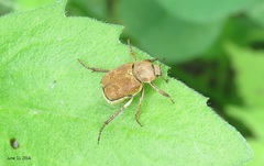 Ectinohoplia rufipes
